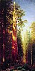 Albert Bierstadt The Great Trees Mariposa Grove California painting